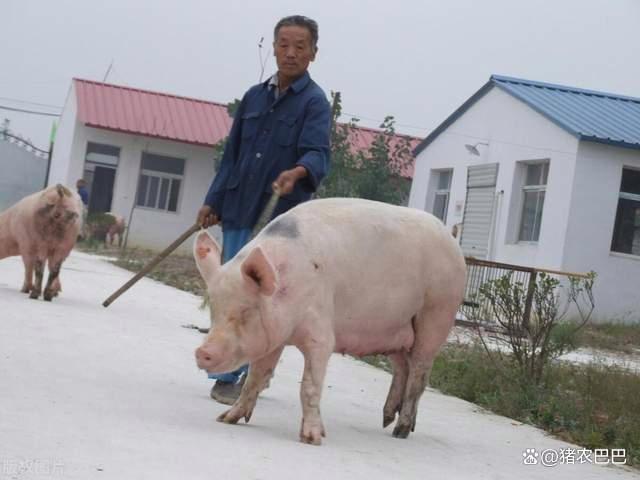 一夜“升温”！猪价上涨“拦不住”